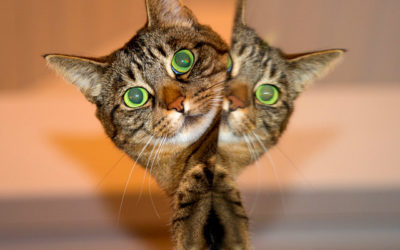 Herramientas para contenido duplicado